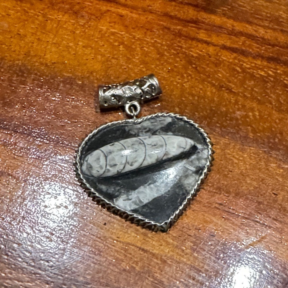 Orthaseris pendant necklace fossil new!